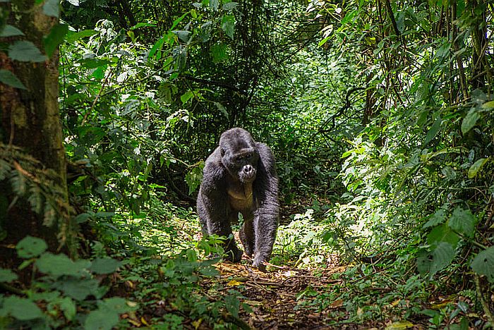 Rwanda gorlla trekking