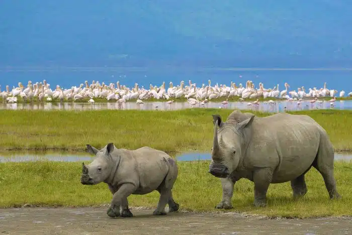 Rhinos on a Ngorongoro Crater safari