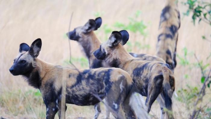 Cedarberg Travel | Mukambi Safari Lodge