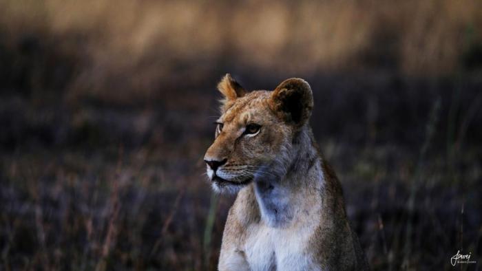 Cedarberg Travel | Mukambi Safari Lodge