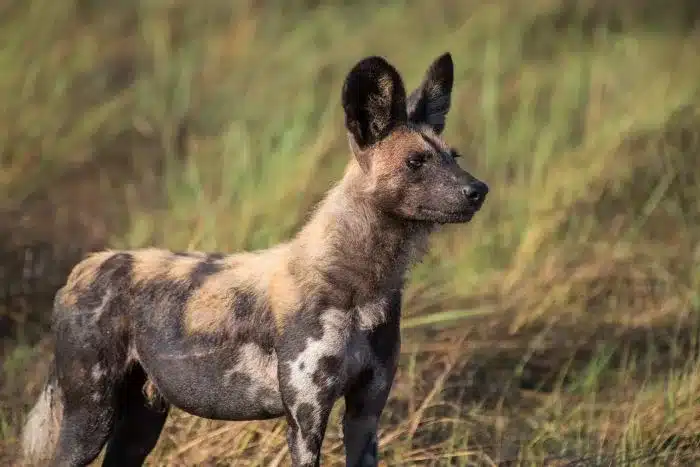 Cedarberg_Africa_Chisa_bush_camp_wilddog-