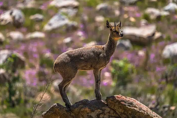 Klipspringer in the Cederberg Mountains