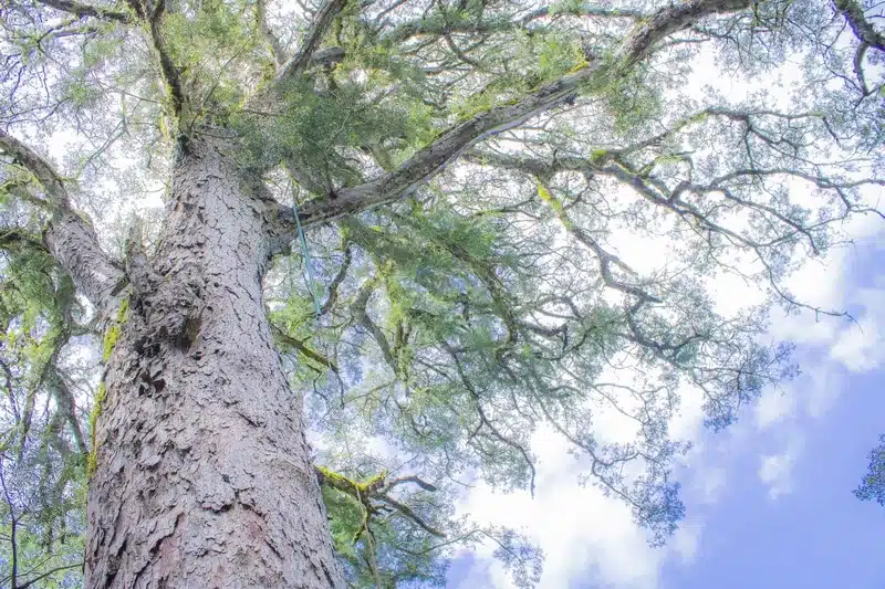 Tsitsikamma Forest tree