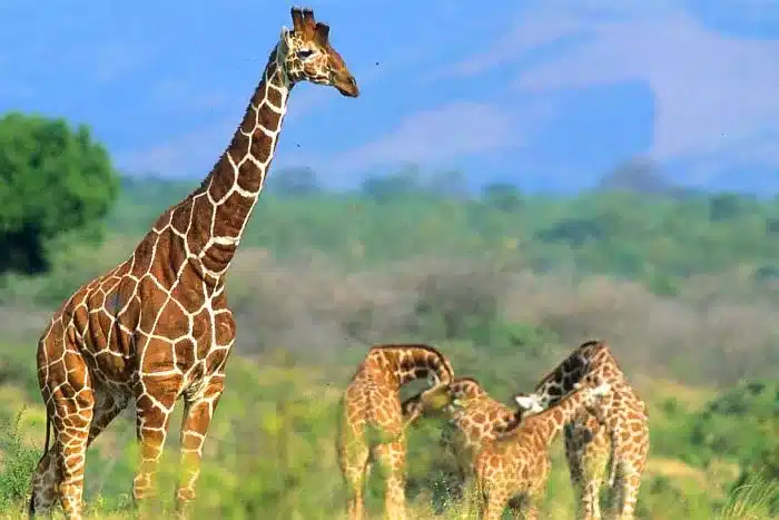 Meru National Park