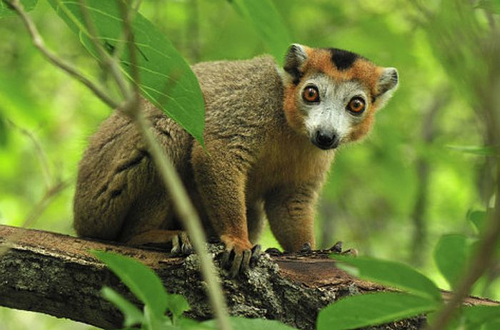 Male crowned lemur in Ankarana, Madagascar safari holidays