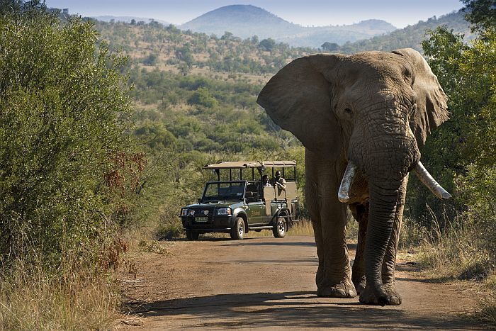 Pilanesburg game drive