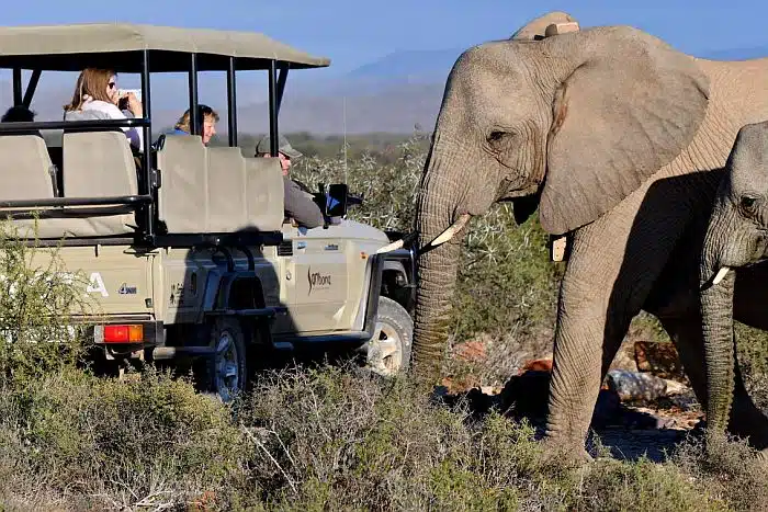 Game drive at Sanbona