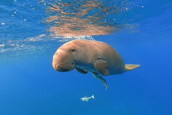 Dugong off Bazaruto and Benguerra islands