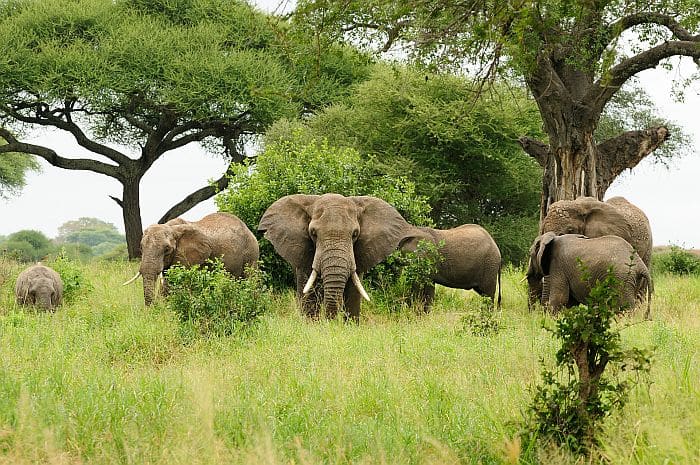 Gorongosa National park