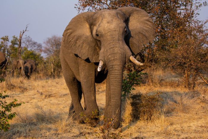 Cedarberg Travel | Mpala Jena