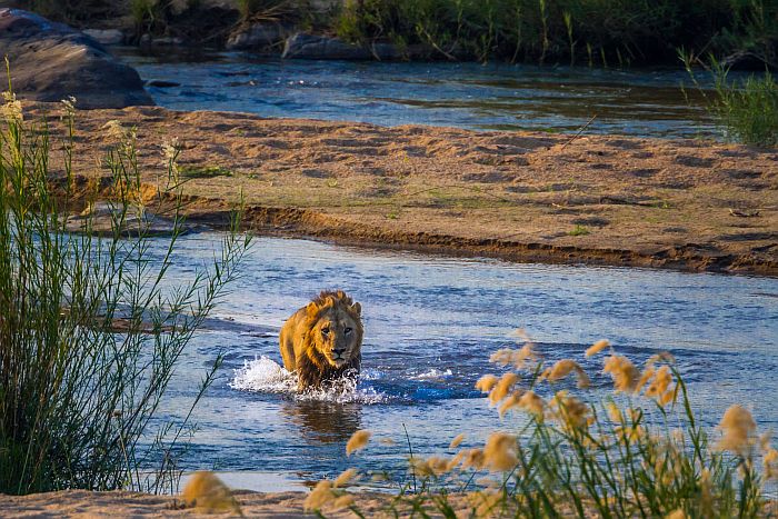 Lion crossing river in the Greater Kruger Park