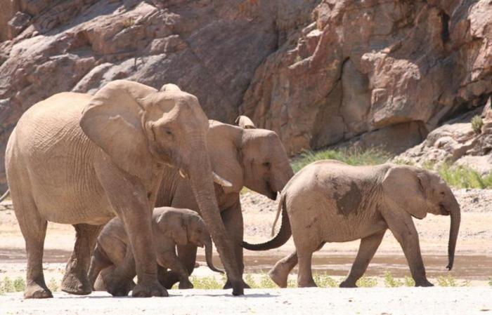 Cedarberg Travel | Okahirongo Elephant Lodge