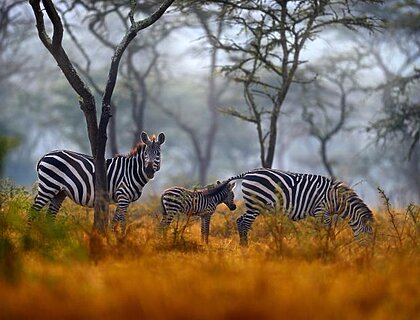 Lake Mburo National Park, zebra